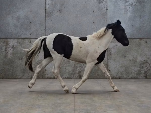 Farasi dume, American paint horse