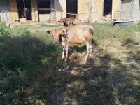 Ng'ombe dume, Swiss cattle — picha 3
