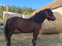 Mare, Horses — photo 4