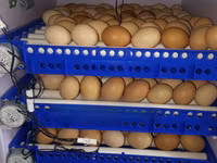 Incubator Machine 204 Eggds — picha 5