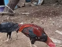 Chickens — Foto 1