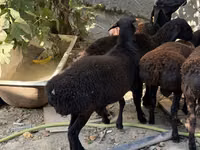 Ram, Aland sheep — photo 2