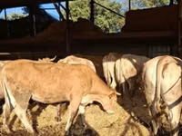 Cow, Blonde d’Aquitane cattle — photo 2