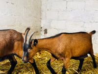 Goat, Italian Alpine goat — photo 1