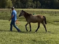 Stute, Rocky Mountain Horse — Foto 7