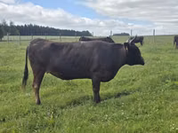 Ng'ombe jike, Wagyu — picha 2