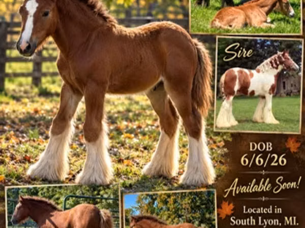 Farasi jike, Gypsy horse