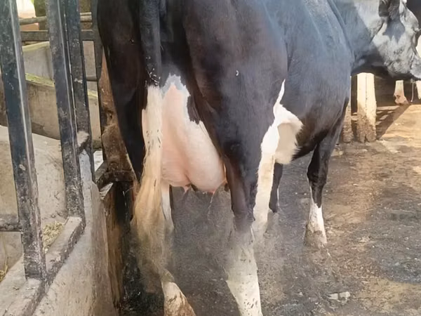 Kuh, Holstein-Rasse — Kenia