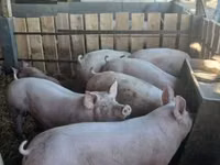 Boar — photo 1