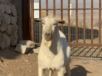 تيس, Saanen goat — الصورة 2