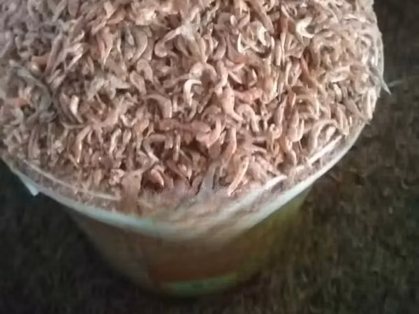 Protein Shrimp Meal (Ochoonga)