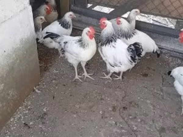Danish hen