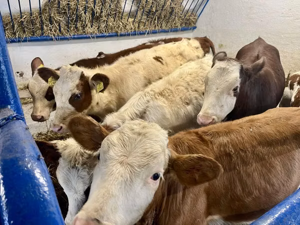 गाय, Simmental cattle