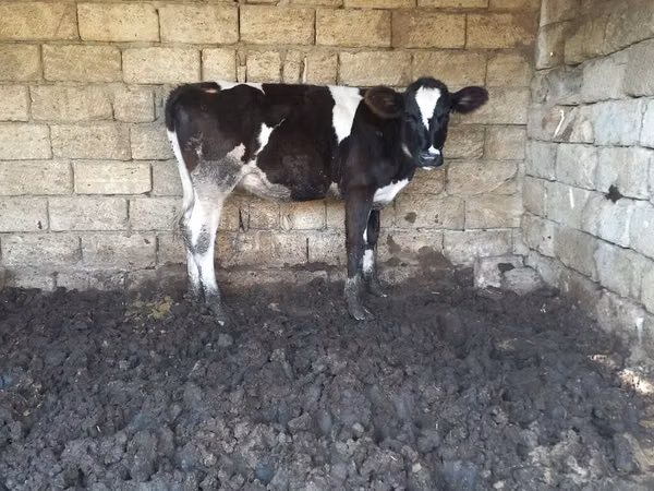 母牛, Russian Black pied cattle