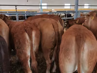 Ng'ombe dume, Ng'ombe wa Limousin — picha 3
