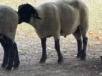 كبش, White Suffolk sheep — الصورة 3