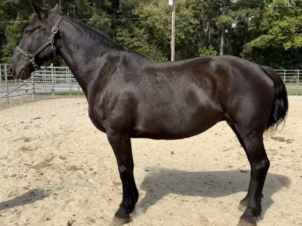 Farasi jike, Percheron