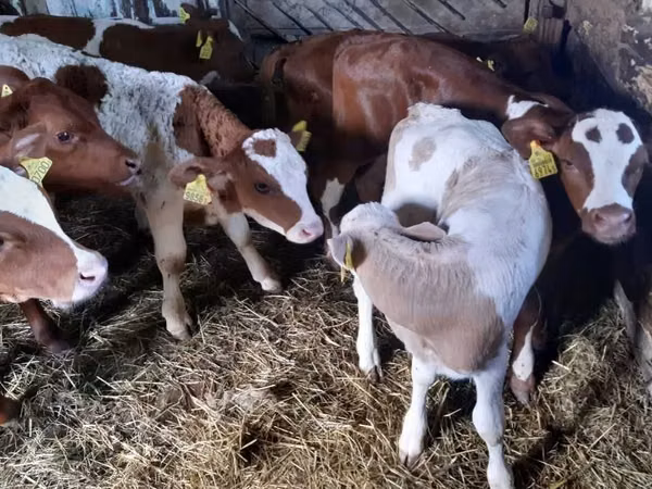 Bulle, Simmental cattle