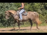 Yegua, Kentucky mountain daddle horse — foto 4