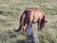 Hengst, Pferde — Foto 2