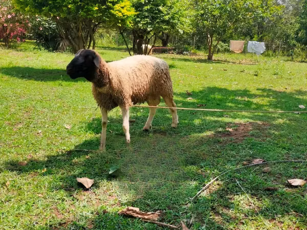 Kondoo (kikundi, jinsia haijatajwa), Dorper sheep