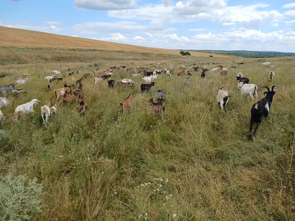 母山羊, Goats