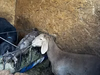 Sheep, Arashan sheep — photo 6