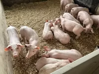 Schweine (Partie, Geschlecht nicht angegeben), Schweine — Foto 4