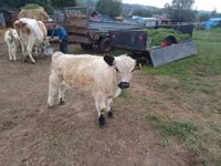 Ng'ombe dume, Ng'ombe wa Galloway — picha 1