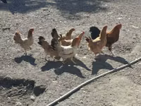 Chickens — Foto 2