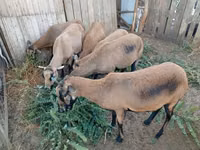 Sheep, Cameroon sheep — photo 2