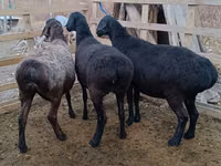 Dume la kondoo, Edilbay sheep — picha 1