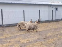 كبش, German Grey Heath sheep — الصورة 2