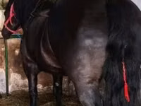 Mare, Polish Heavy — photo 1