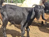 Ziegenbock, Anatolian Black goats — Foto 1