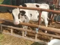 بقرة, Simmental cattle — الصورة 1