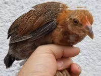 Chickens — الصورة 4