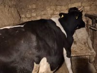 Kuh, Russian Black pied cattle — Foto 1