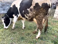 母牛, Russian Black pied cattle — 照片 4
