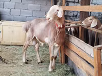Ram, Rhon sheep — photo 3