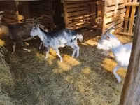 Billy Goat, Goats — photo 3