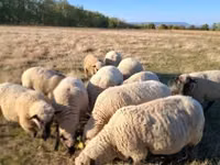 Dume la kondoo, Shroshire sheep — picha 1