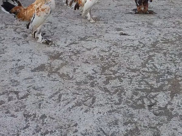 日本矮脚鸡