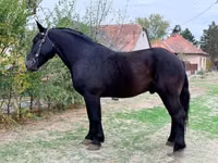 公马, Lipizzaner — 照片 2
