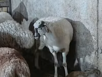 भेड़, भेड़ — फ़ोटो 3