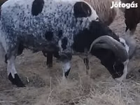 मेढ़ा, Jacob's sheep — फ़ोटो 1