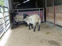 भेड़, White Suffolk sheep — फ़ोटो 3