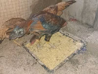 Chickens — picha 2