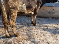 Ng'ombe jike, Ala-Tau breed — picha 7