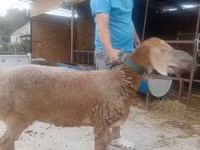 भेड़, Arashan sheep — फ़ोटो 3